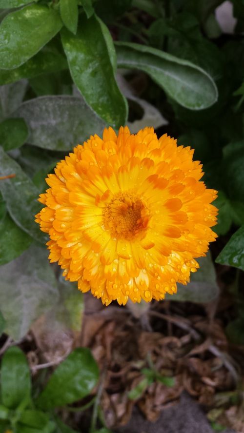 calendula flower orange