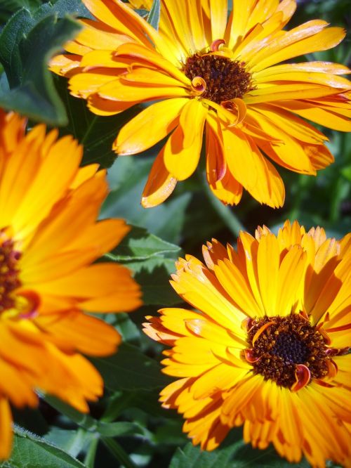 calendula orange flowers