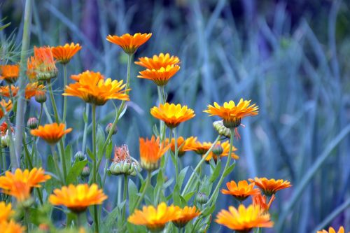 calendula calendula officinalis plant