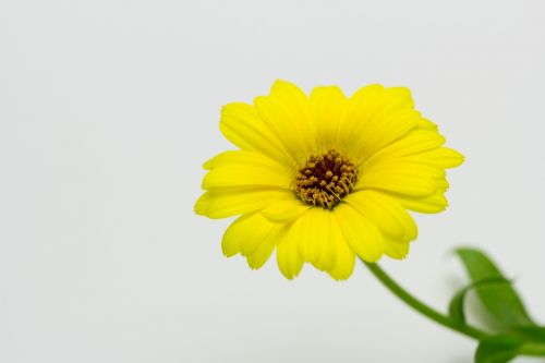 calendula flower yellow