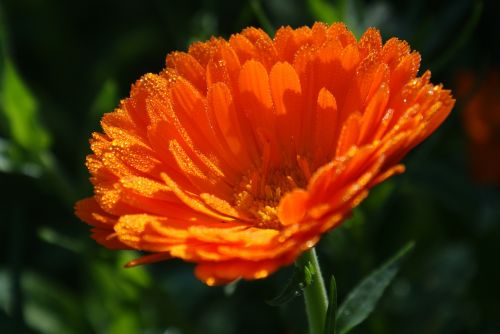 calendula medicinal plant nature