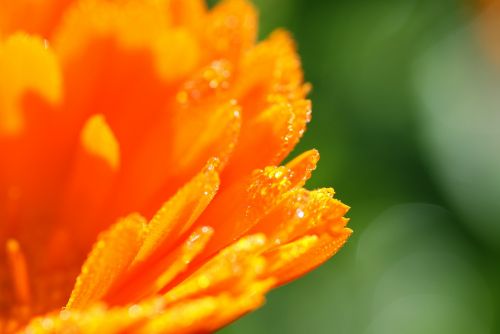 calendula medicinal plant nature