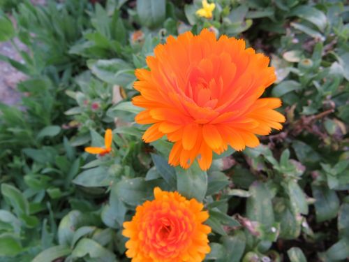 calendula summer flower