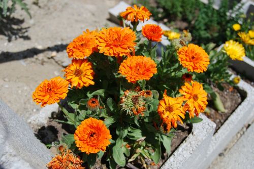 calendula flowers nature