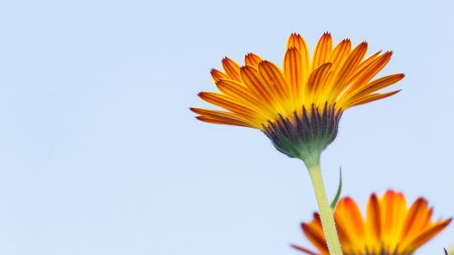 calendula calendula flower flowers