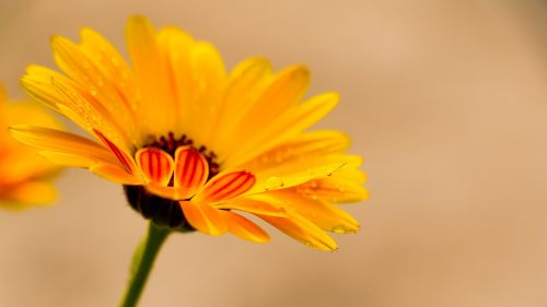 calendula yellow calendula flower flowers