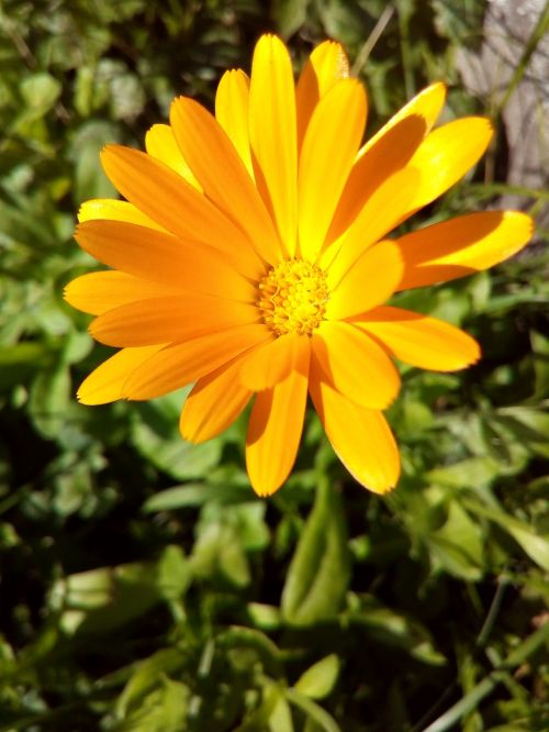 calendula flower marigold