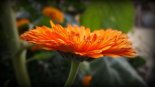 calendula orange flower close up