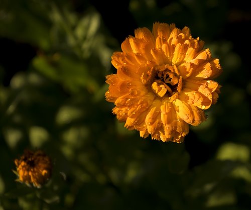 calendula  nature  orange