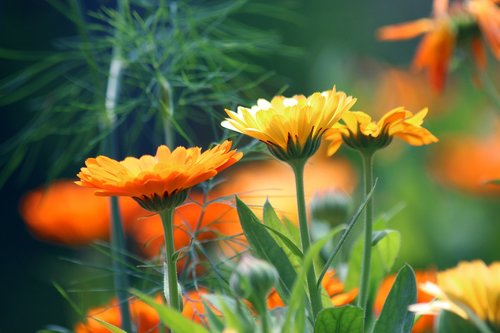 calendula  flower  marigold