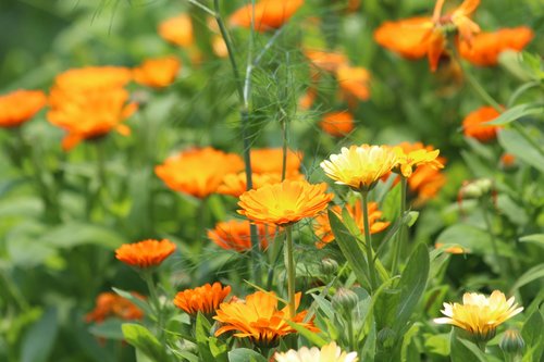 calendula  flowers  marigold