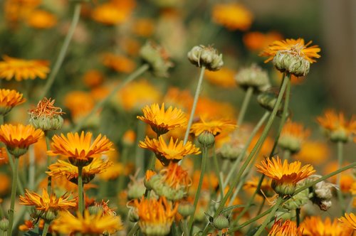 calendula  flowers  orange