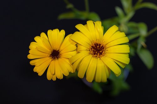 calendula  yellow  flower