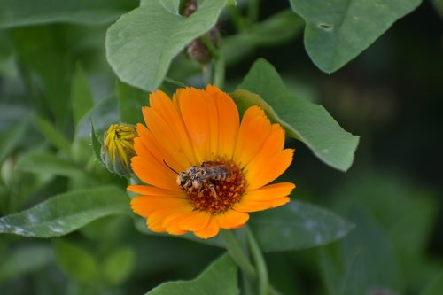 calendula  flower  orange