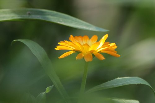 calendula  marigold  flower