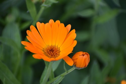 calendula  marigold  flower
