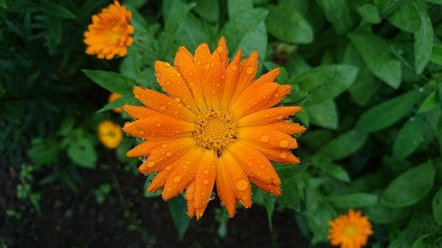 calendula  marigold  flowers