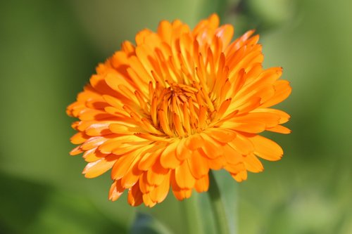 calendula  marigold  flower