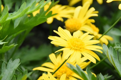 calendula  flower  chrysanthemum