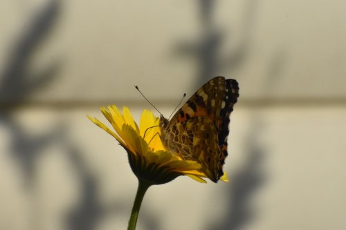 calendula  butterfly  bloom