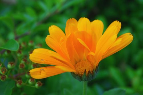 calendula flower orange