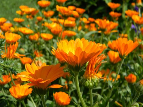 calendula flower bloom