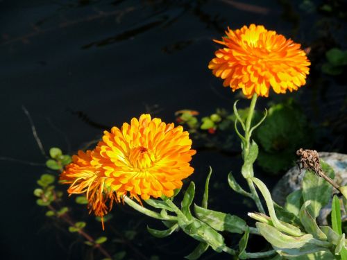 calendula flower orange