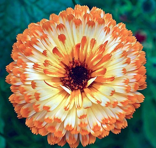 calendula flower orange