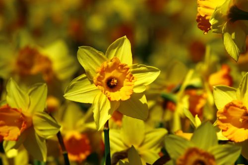 calendula flower bulbous flowers yellow