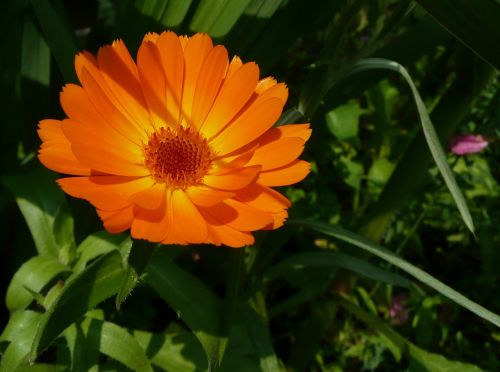 calendula officinalis marigold flowers