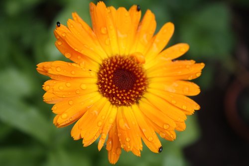 calendula officinalis  marigold  calendula