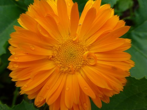 calendula officinalis pot marigold flower