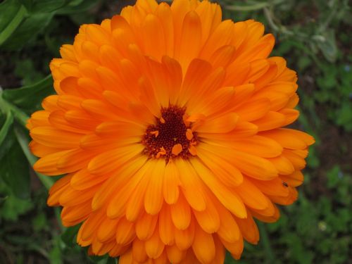 calendula officinalis marigold flower