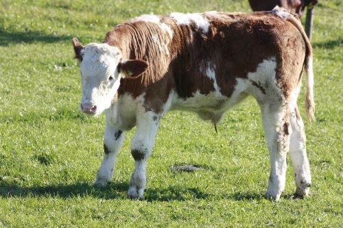 calf cow pasture