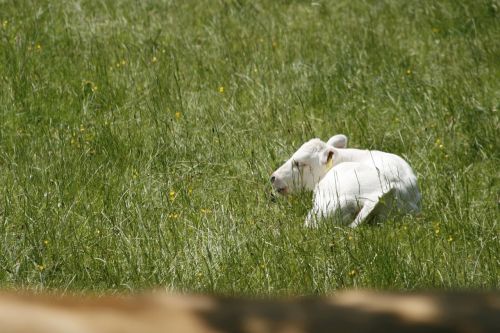 calf spring animal