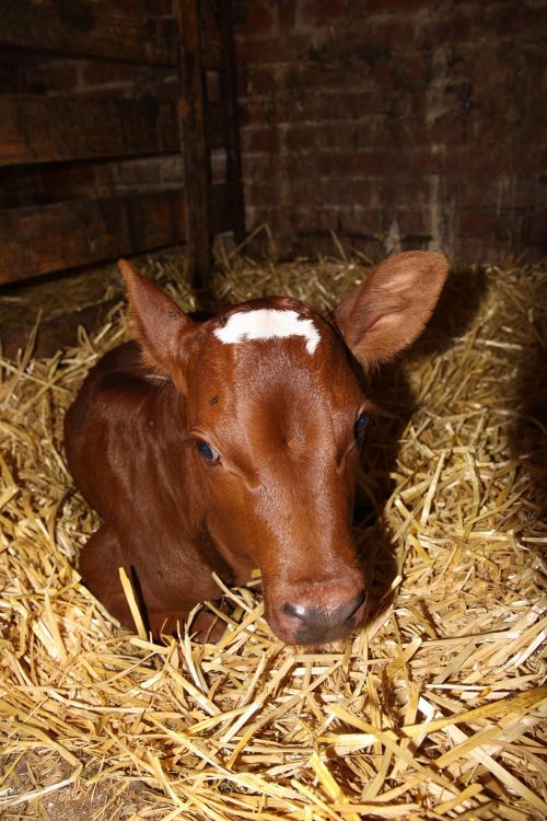 calf red stained agriculture