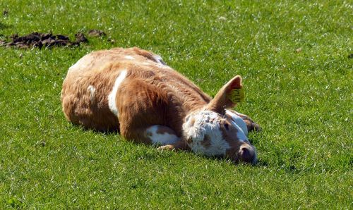 calf beef agriculture