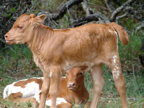 calf baby cow