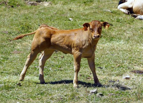 calf livestock cow