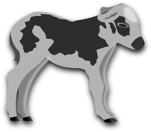 calf animal cow