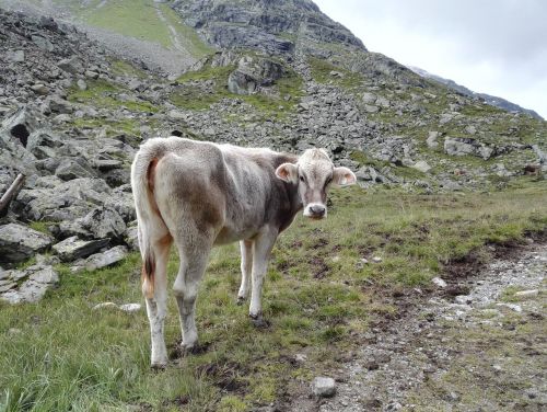 calf cow pasture