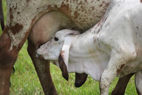 calf milk udder