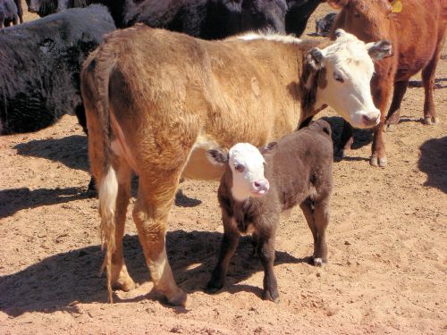 calf cow little calf