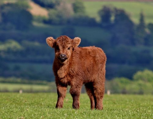 calf cow cattle
