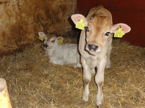calf stall switzerland