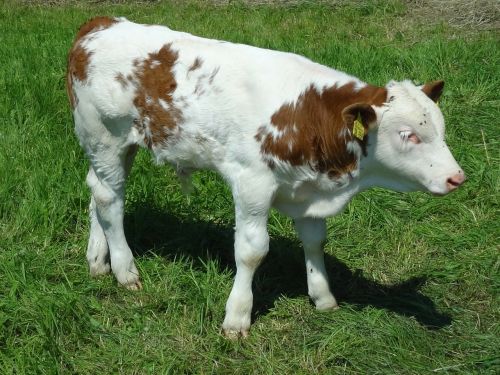 calf beef young animal