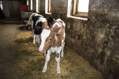 calf calves old barn