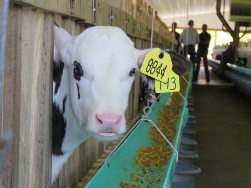 calf barn eating feed