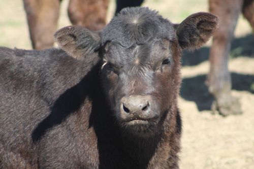 calf newborn rural