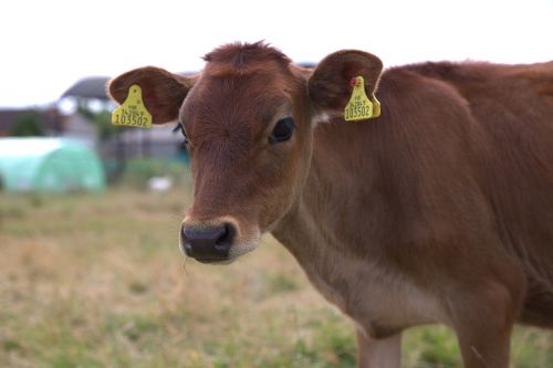 calf cow farm